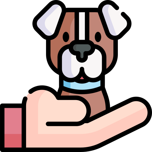 Persian Kitten 1 Month Old-Pure breed full punch